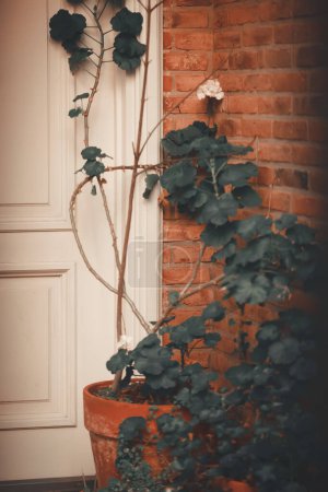 Téléchargez les photos : Une plante dans un pot sur le porche avant - en image libre de droit