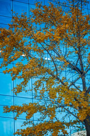 Foto de Ramas de árboles con hojas amarillas sobre ventanas de rascacielos azules - Imagen libre de derechos