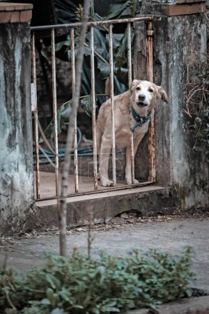 Foto de Frenar perro blanco mirando desde la valla - Imagen libre de derechos