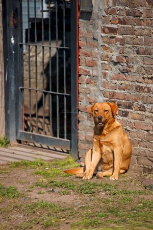Téléchargez les photos : Mignon chien assis près du mur de briques dans la rue - en image libre de droit