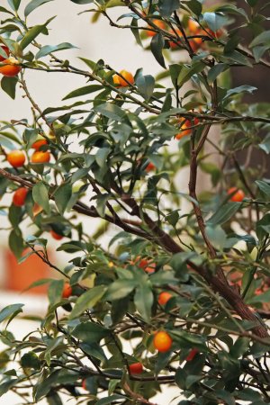 Téléchargez les photos : Bel oranger dans le jardin - en image libre de droit