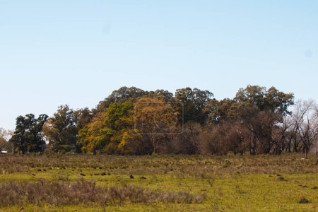 Foto de Landscape with a beautiful autumn field and a trees - Imagen libre de derechos