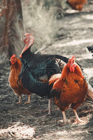 Photo for Group of chickens standing at dirt field - Royalty Free Image