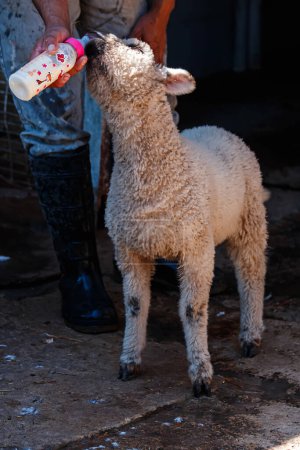 Foto de Persona que alimenta a una oveja bebé con un biberón - Imagen libre de derechos