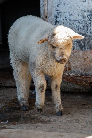 Foto de Bebé oveja de pie delante de una puerta - Imagen libre de derechos