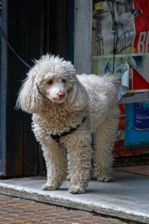Foto de Chupito de perro lindo en la calle, Buenos Aires - Imagen libre de derechos