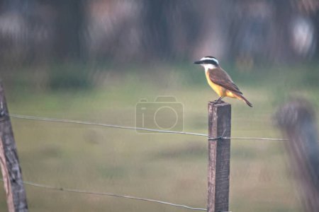 Photo for Bird sitting on a fence post in a field - Royalty Free Image