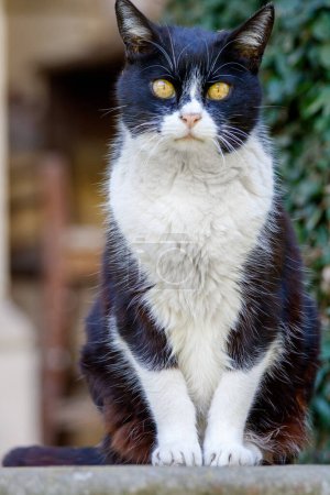 Foto de Retrato al aire libre de gato lindo, durante el día - Imagen libre de derechos