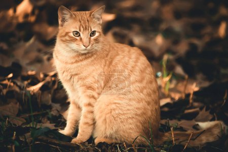 Téléchargez les photos : Portrait extérieur de chat mignon, de jour - en image libre de droit