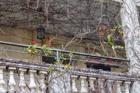 Téléchargez les photos : Plantes en pot sur balcon avec jardinière et rampe - en image libre de droit