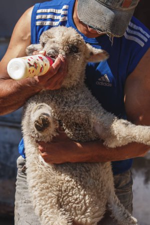 Foto de Un hombre alimentando a una oveja bebé con un biberón - Imagen libre de derechos