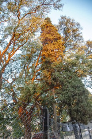 Téléchargez les photos : Grand arbre aux feuilles orange derrière une clôture - en image libre de droit