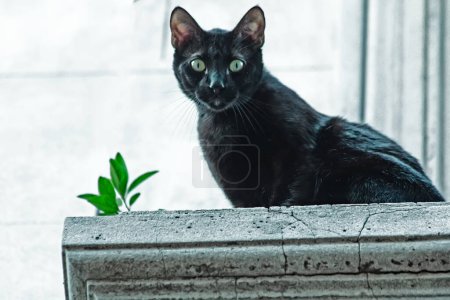 Téléchargez les photos : Portrait extérieur de chat mignon, de jour - en image libre de droit