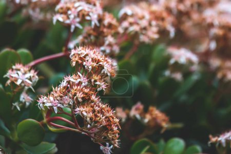 Photo for Closeup of potted flowers on blurred background - Royalty Free Image