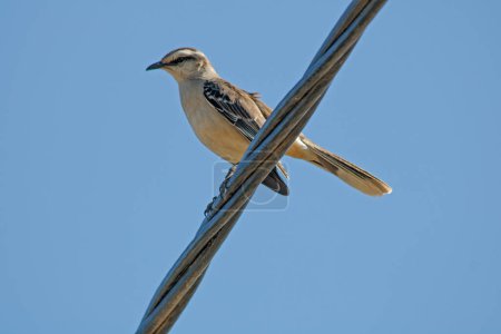 Photo for Bird sitting on a wire with a blue sky in the background - Royalty Free Image