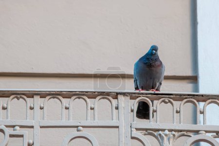 Téléchargez les photos : Pigeon assis sur une balustrade de balcon - en image libre de droit