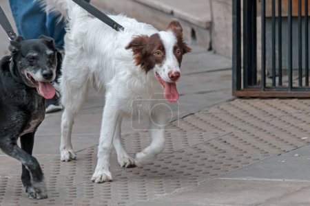 Téléchargez les photos : Plan diurne de chien mignon dans la rue, Buenos Aires - en image libre de droit