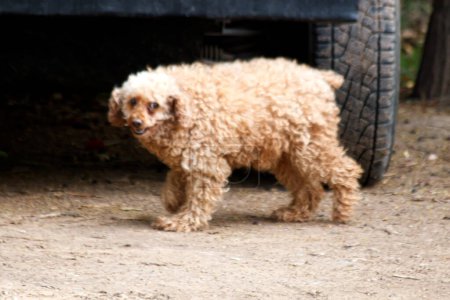 Téléchargez les photos : Race de chien de cocker spaniel, gros plan - en image libre de droit