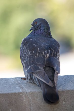 Téléchargez les photos : Pigeon à plumes noires - en image libre de droit