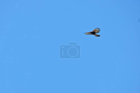 Téléchargez les photos : Crécerelle commun, falnunculus cununculus, oiseau mâle et mâle, dans le ciel bleu. crécerelle crécerelle, ke - en image libre de droit