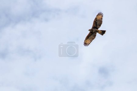 Téléchargez les photos : Un oiseau volant dans le ciel - en image libre de droit