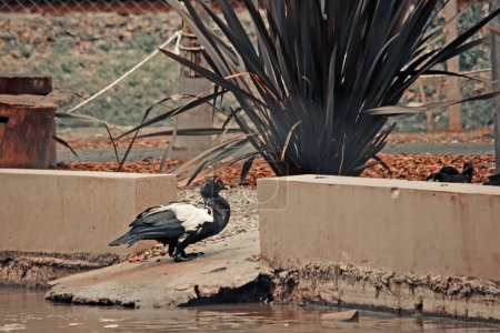 Foto de La cigüeña negra en un estanque - Imagen libre de derechos