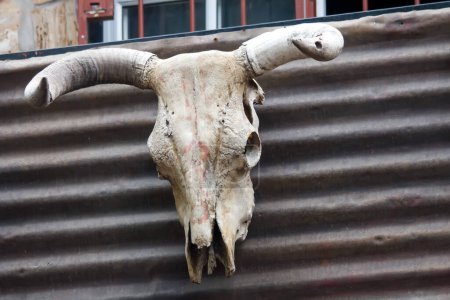 Téléchargez les photos : Crâne de vache sur le mur - en image libre de droit