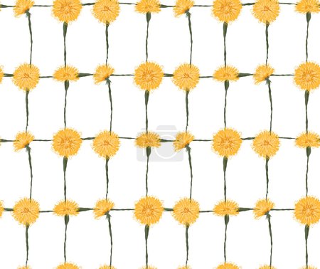 Illustration for Vector pattern with sketched yellow dandelions in grid on a white background. Botanical floral checkered texture for fabrics. Wallpaper with scribble taraxacums in netting - Royalty Free Image