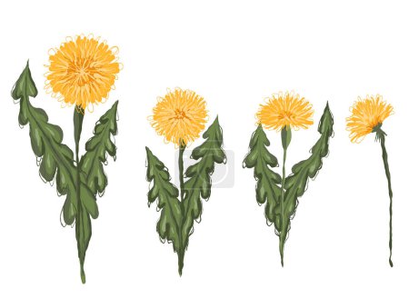 Illustration for Set of vector clipart hand-drawn dandelions. Sketch illustration of flowers isolated from the background. Scribble taraxacum for stickers and your design - Royalty Free Image