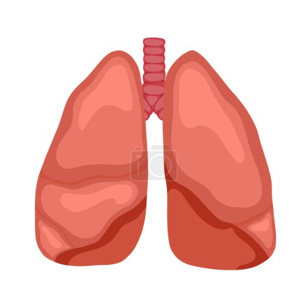 Téléchargez les illustrations : Illustration vectorielle anatomique des poumons humains isolés du fond. Dessin animé organe du corps humain. Élément vectoriel pour articles, bannières et cartes éducatives - en licence libre de droit
