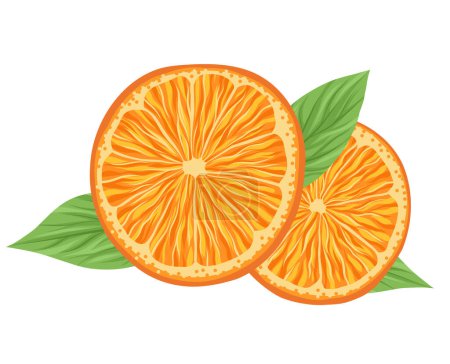 Ilustración de Clipart vectorial de rebanada de naranja y composición de follaje. Imagen con cítricos. Ilustración con fruta jugosa de verano y hojas para pancartas, pegatinas y tarjetas. - Imagen libre de derechos