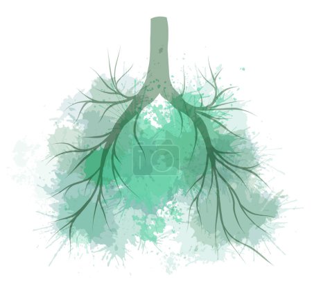Ilustración de Ilustración vectorial en acuarela de pulmones humanos con salpicaduras verdes. Órgano humano. Concepto de arte de los pulmones de verano con coloridos aerosoles de tinte aislados del fondo. - Imagen libre de derechos
