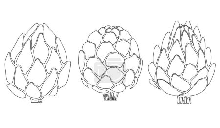 Illustration for Vector set of black contour silhouette artichokes isolated from background. Collection of outline icons of cabbage healthy vegetables. Natural healthy food clipart for coloring pages. - Royalty Free Image