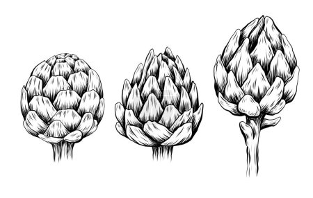 Illustration for Vector set of sketch hand drawn artichokes isolated from background. Collection of monochrome drawing head of cabbage healthy vegetables with hatching. Natural healthy food contour clipart. - Royalty Free Image