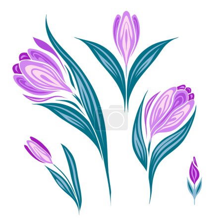 Illustration for Vector set of spring flowers. Decorative flat illustration of crocuses isolated from background. Floral clipart for stickers, cards. - Royalty Free Image