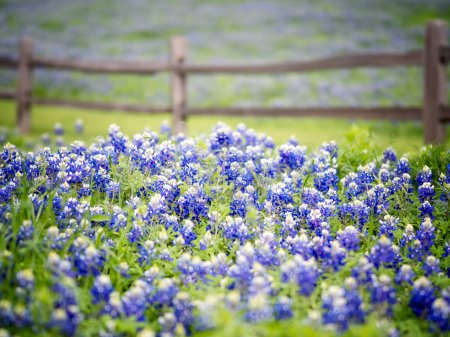 Photo for Beautiful Bluebonnets - bluebonnet is Texas state wildflower. It is so beautiful & they are silently blooming in distance. - Royalty Free Image