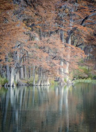 Photo for Autumn cypress tree and reflections in Garner State Park, TX - Royalty Free Image