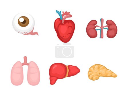 Illustration for Human organ body part symbol for transplantation donation illustration vector - Royalty Free Image