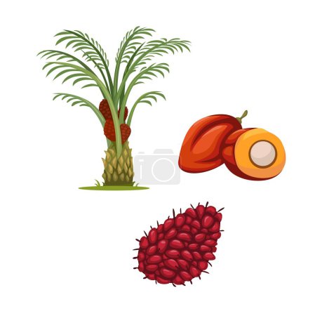 Illustration for Palm Oil Tree And Fruit Object Set illustration Vector - Royalty Free Image