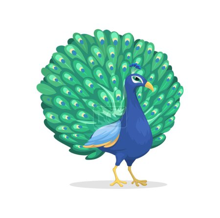 Peafowl Animal Species Cartoon Illustration Vector
