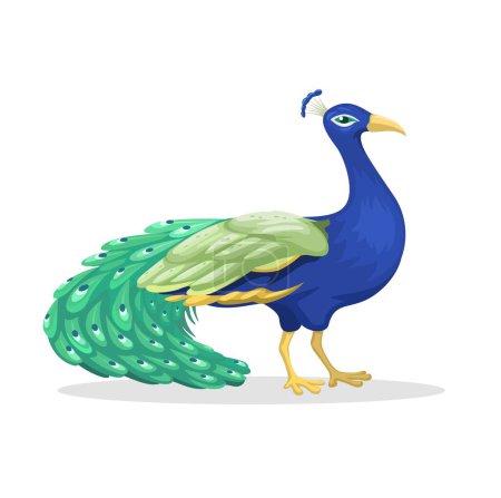 Illustration for Peafowl Animal Species Cartoon Illustration Vector - Royalty Free Image