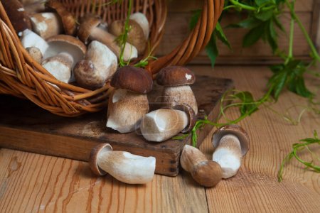 Crop of forest edible mushrooms. Pile of picked wild porcini mushrooms (cep, porcino or king bolete, usually called boletus edulis), wicker basket with mushrooms and green foliage of wild grapes on wooden background at autumn season