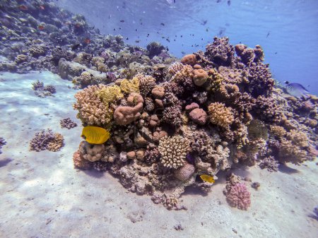 Photo for Tropical Bluecheek butterflyfish  known as Chaetodon semilarvatus underwater at the coral reef. Underwater life of reef with corals and tropical fish. Coral Reef at the Red Sea, Egypt - Royalty Free Image
