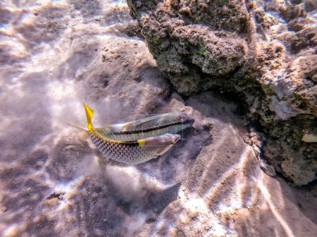 Photo for Tropical Forsskal goatfish known as Parupeneus forskali and Checkerboard wrasse known as Halichoeres hortulanus underwater on sand sea bottom at the coral reef. Underwater life of reef with corals and tropical fish. - Royalty Free Image