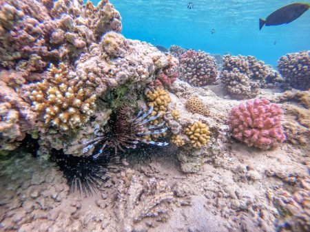 Foto de Luciérnaga tropical exótica o pez león común conocido como Pterois millas bajo el agua en el arrecife de coral. Vida submarina de arrecife con corales y peces tropicales. Arrecife de coral en el Mar Rojo, Egipto - Imagen libre de derechos