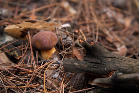 Photo for Close up view of boletus badius, imleria badia or bay bolete growing in an autumn pine tree forest. Edible and pored fungus has velvety dark brown or chestnut color cap - Royalty Free Image