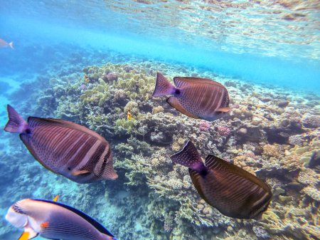 Foto de Tang de velero tropical o tang de velero de Desjardin conocido como Zebrasoma desjardinii bajo el agua en el arrecife de coral. Vida submarina de arrecife con corales y peces tropicales. Arrecife de coral en el Mar Rojo, Egipto - Imagen libre de derechos