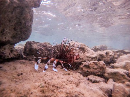 Foto de Luciérnaga tropical exótica o pez león común conocido como Pterois millas bajo el agua en el arrecife de coral. Vida submarina de arrecife con corales y peces tropicales. Arrecife de coral en el Mar Rojo, Egipto - Imagen libre de derechos