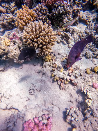 Photo for Colorful tropical Hipposcarus longiceps or Longnose Parrotfish known as Hipposcarus Harid underwater at the coral reef. Underwater life of reef with corals and tropical fish. Coral Reef at the Red Sea, Egypt - Royalty Free Image