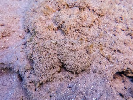 Photo for Close up view of Panther flounder fish known as Bothus pantherinus underwater on sand at the coral reef. Underwater life of reef with corals and tropical fish. Coral Reef at the Red Sea, Egypt - Royalty Free Image